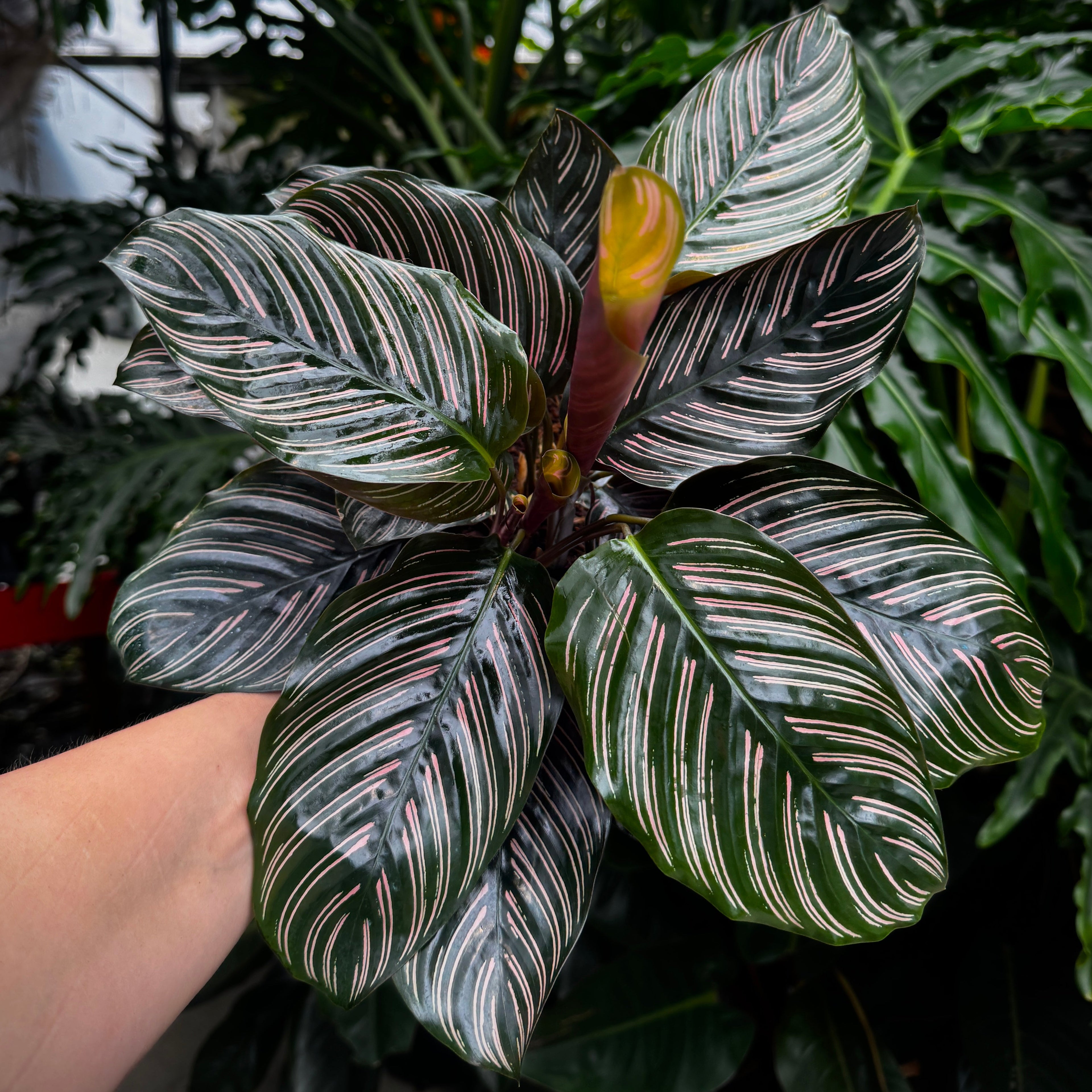 Prayer Plant | Peacock plant | Calathea Ornata