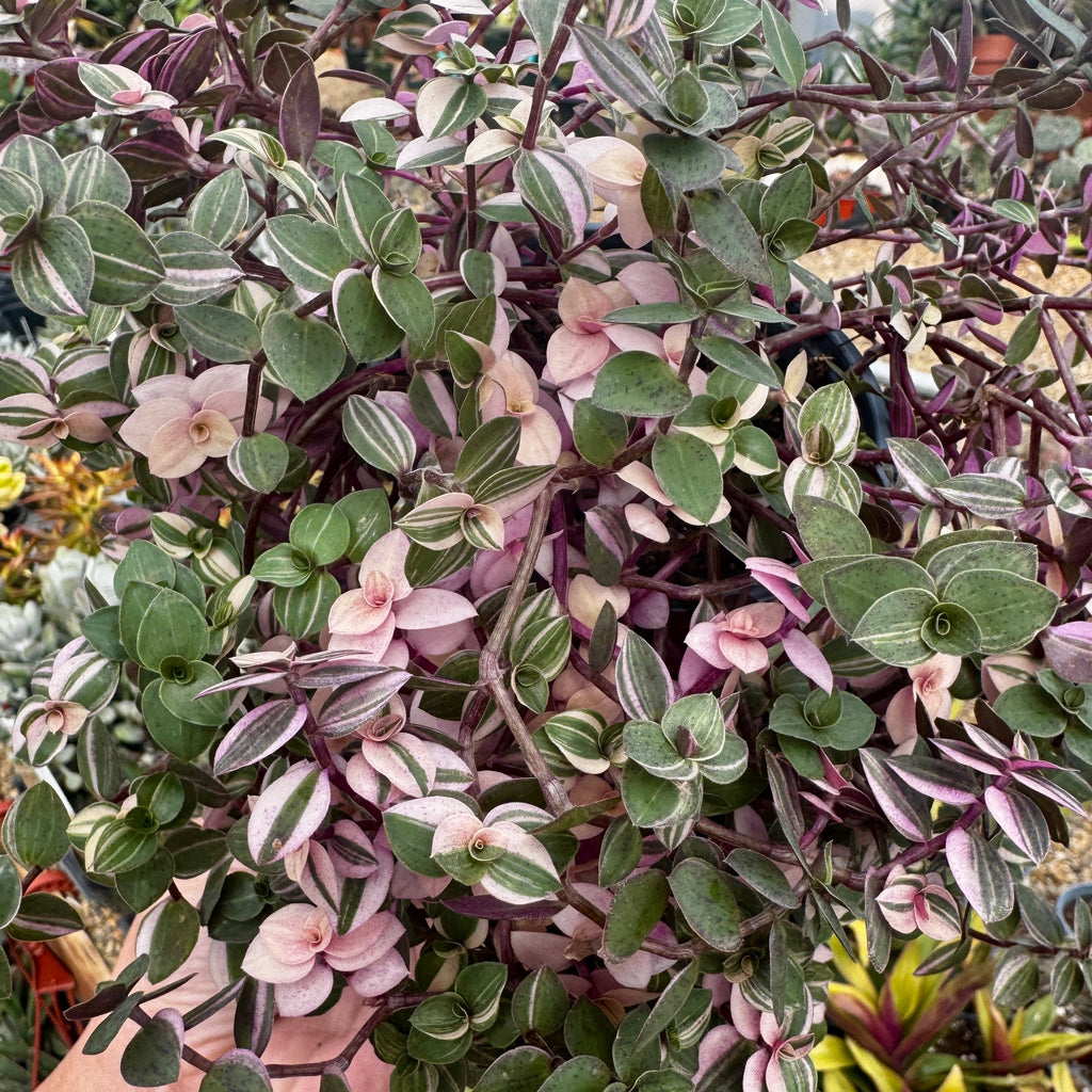 Callisia Pink Bubbles | Callisia repens 'Bianca'