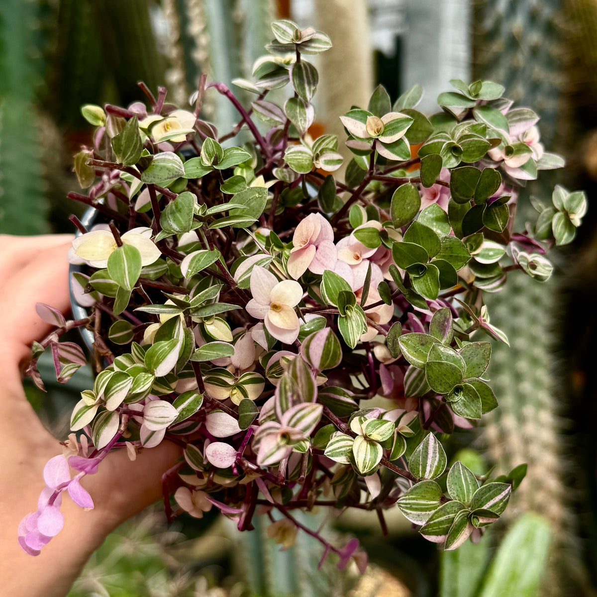 Callisia Pink Bubbles | Callisia repens 'Bianca'