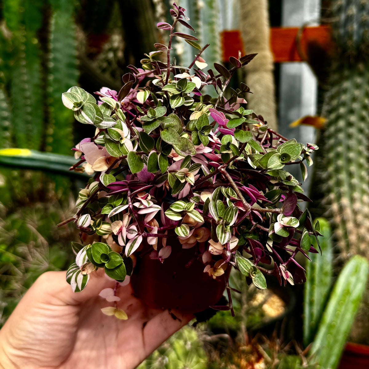 Callisia Pink Bubbles | Callisia repens 'Bianca'
