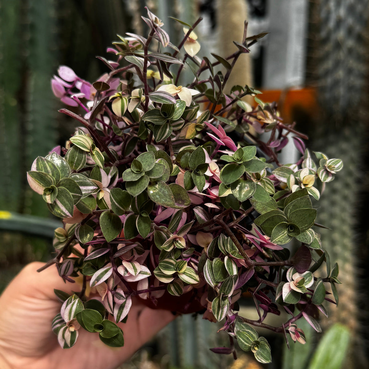 Callisia Pink Bubbles | Callisia repens 'Bianca'
