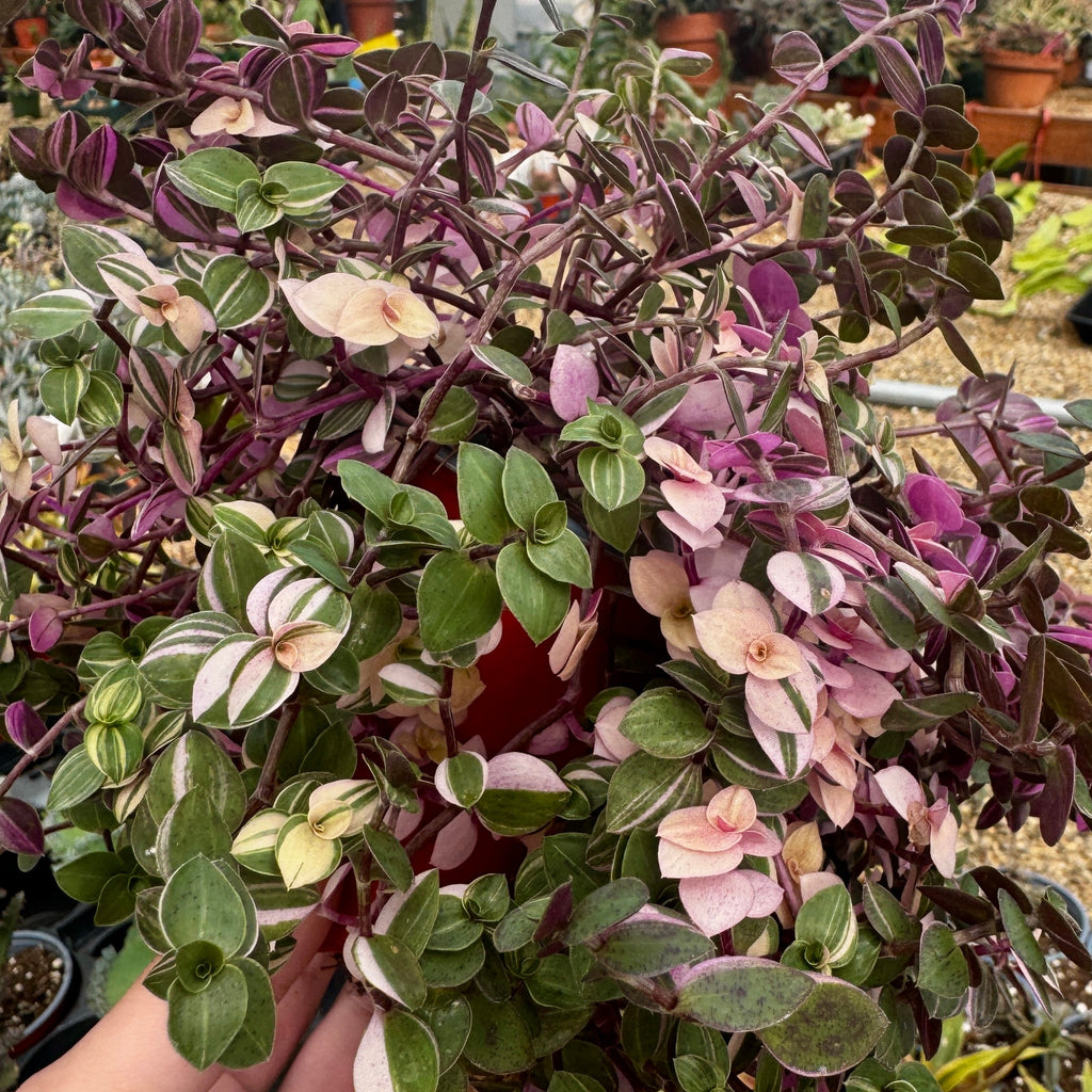 Callisia Pink Bubbles | Callisia repens 'Bianca'