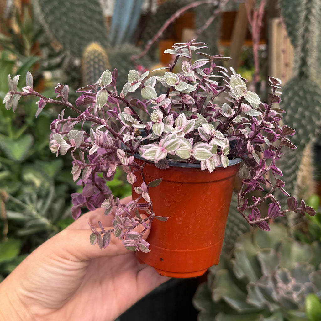Pink Lady Vine | Callisia repens 'Pink Panther'