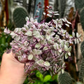 Pink Lady Vine | Callisia repens 'Pink Panther'