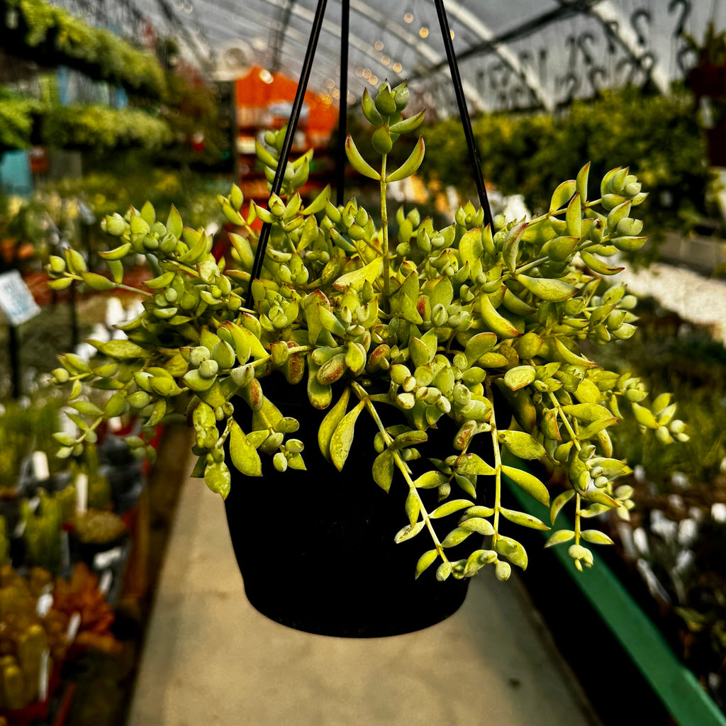 Cliff Cotyledon | Cotelydon Pendens