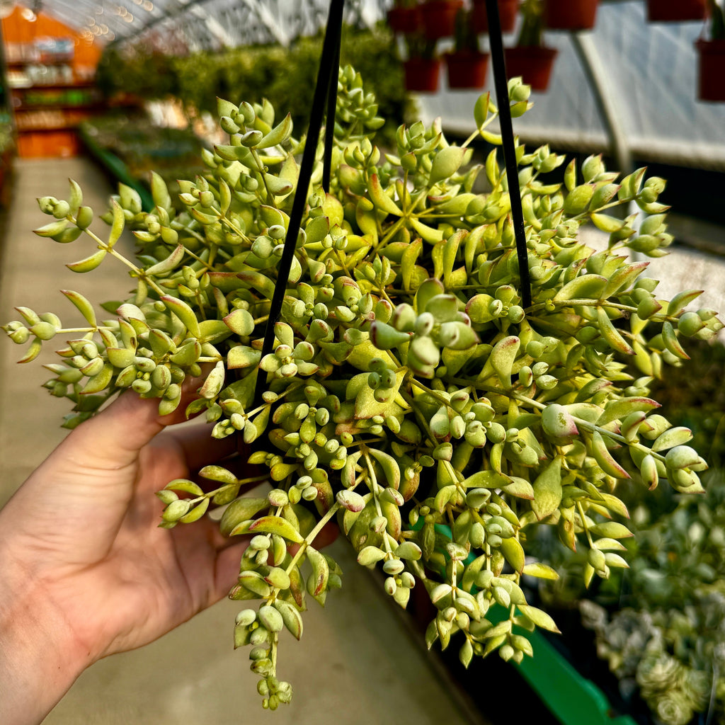 Cliff Cotyledon | Cotelydon Pendens