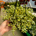 Cliff Cotyledon | Cotelydon Pendens