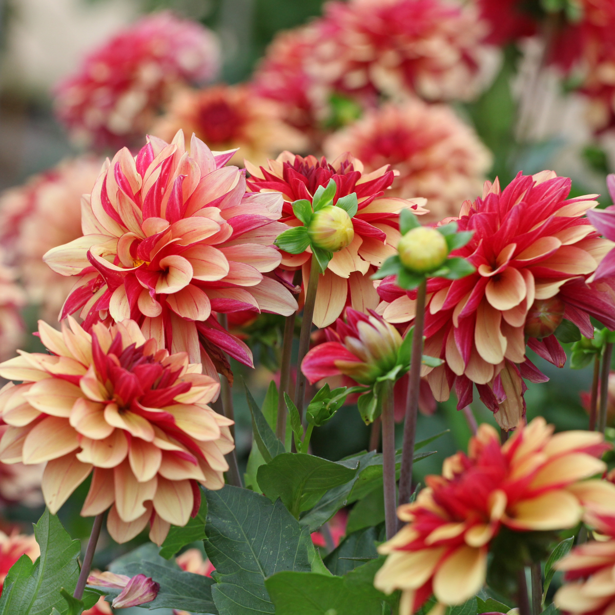 Dahlia Creme De Cognac | Decorative Dahlia