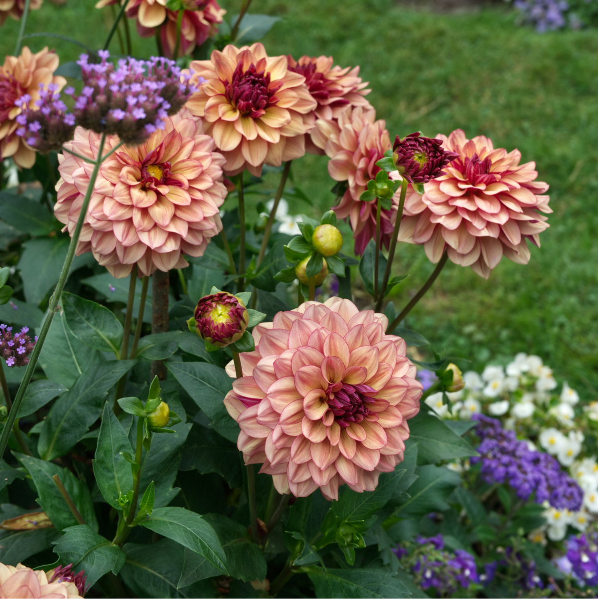 Dahlia Creme De Cognac | Decorative Dahlia