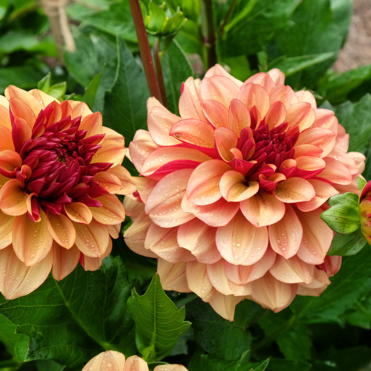 Dahlia Creme De Cognac | Decorative Dahlia