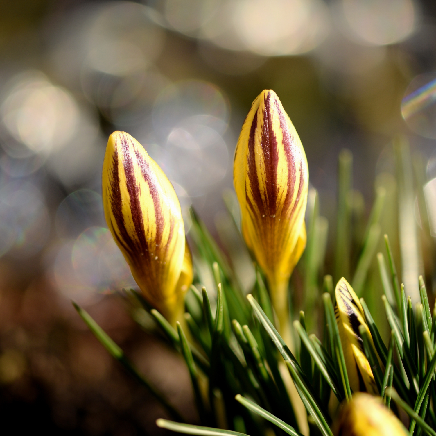 Crocus 'Early Gold' | Dwarf Snow Crocus