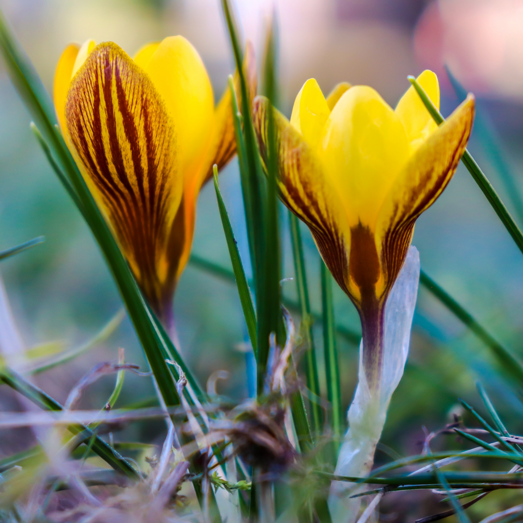 Crocus 'Early Gold' | Dwarf Snow Crocus