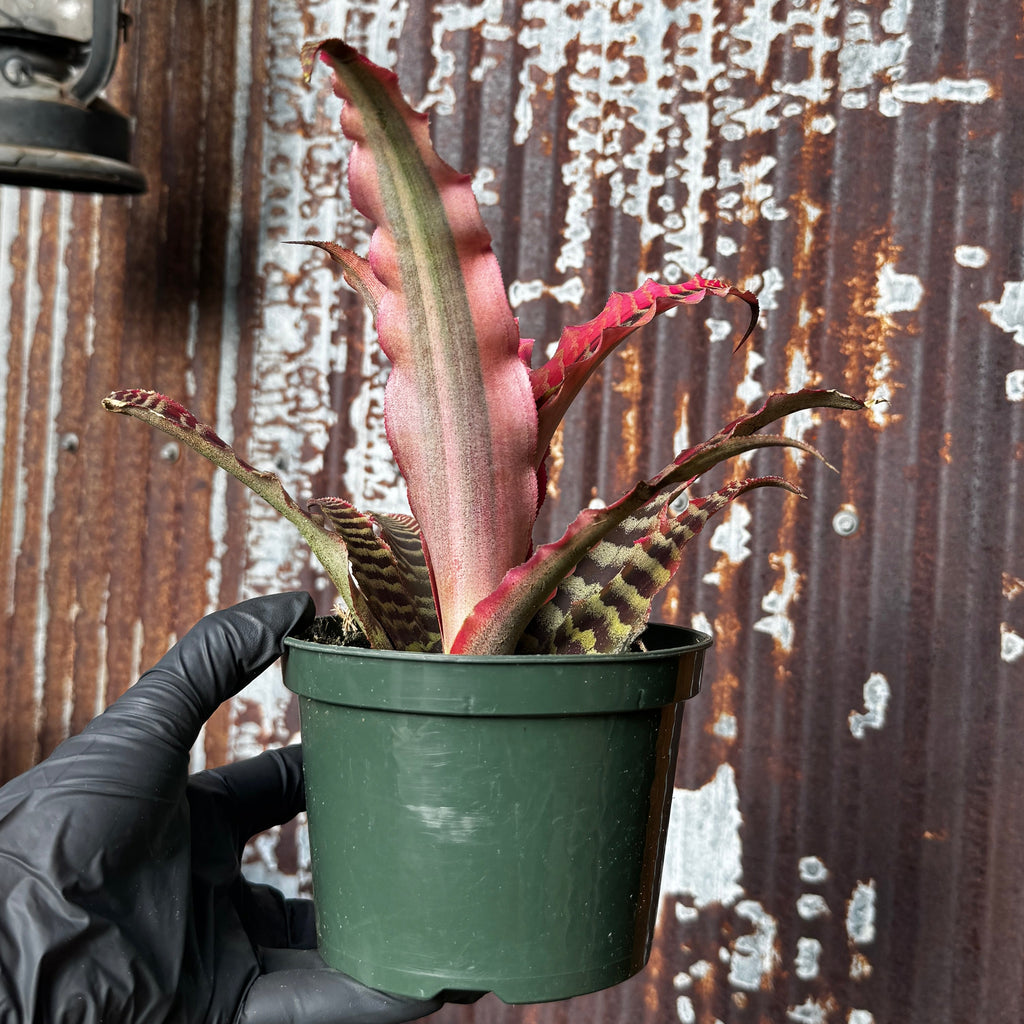 Earth Star | Cryptanthus 'Elaine'