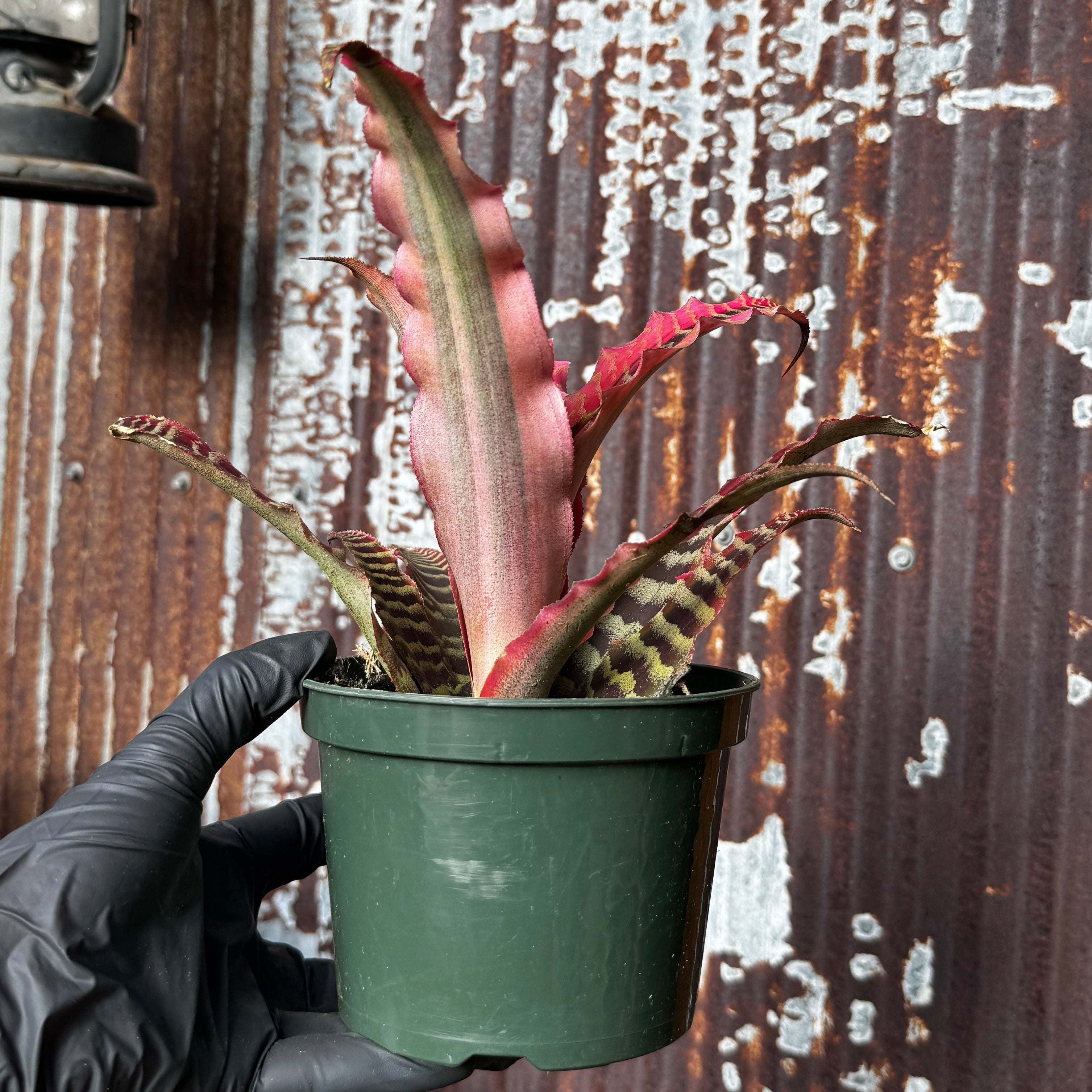 Earth Star | Cryptanthus 'Elaine'