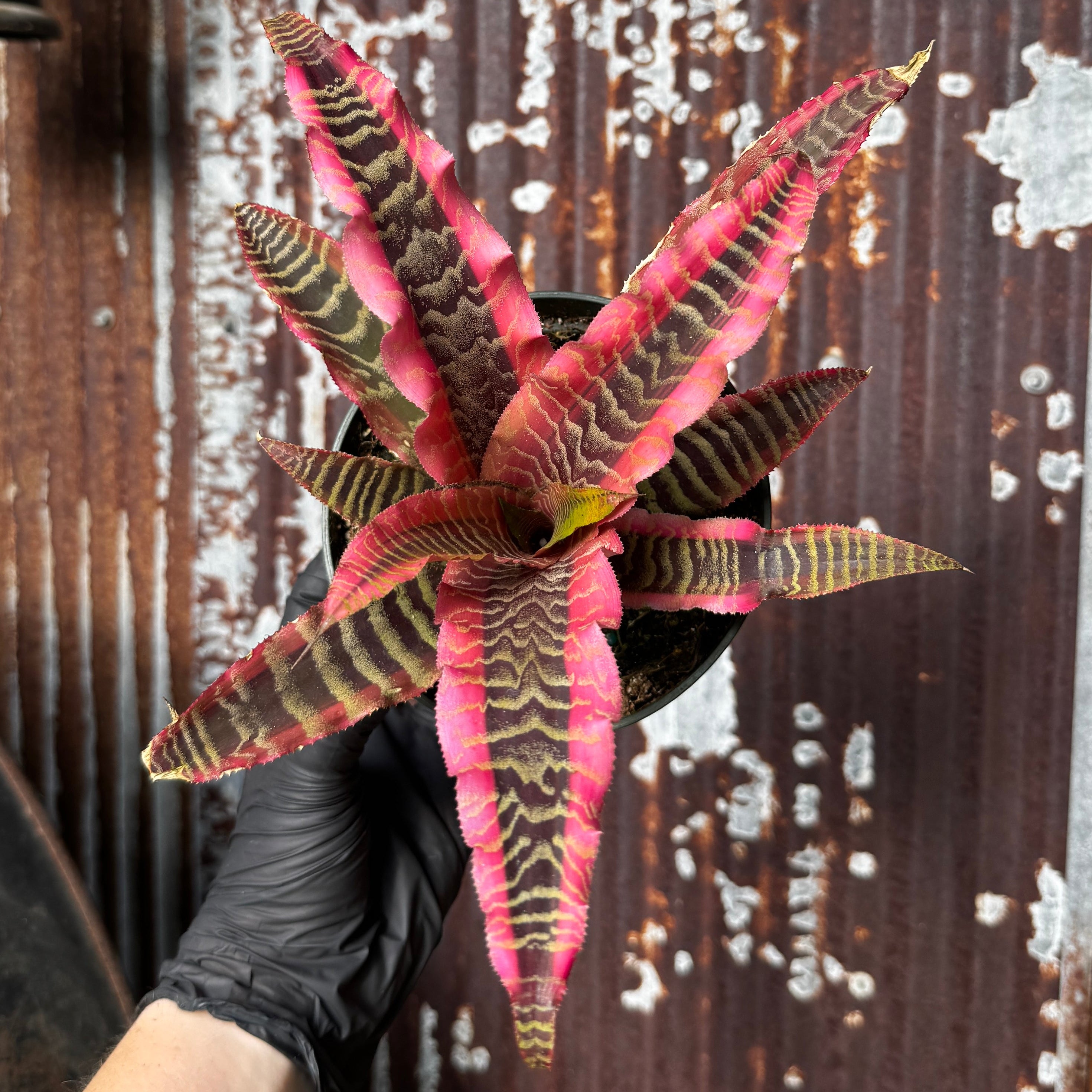 Earth Star | Cryptanthus 'Elaine'