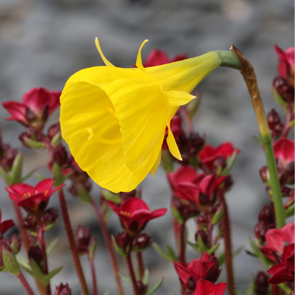 Daffodil 'Golden Bells' | Narcissus bulbocodium 'Golden Bells'