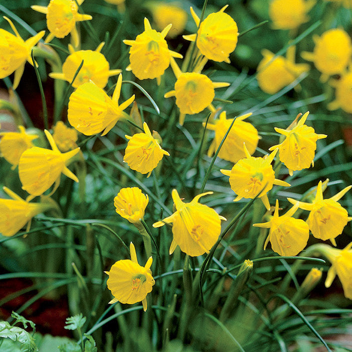 Daffodil 'Golden Bells' | Narcissus bulbocodium 'Golden Bells'
