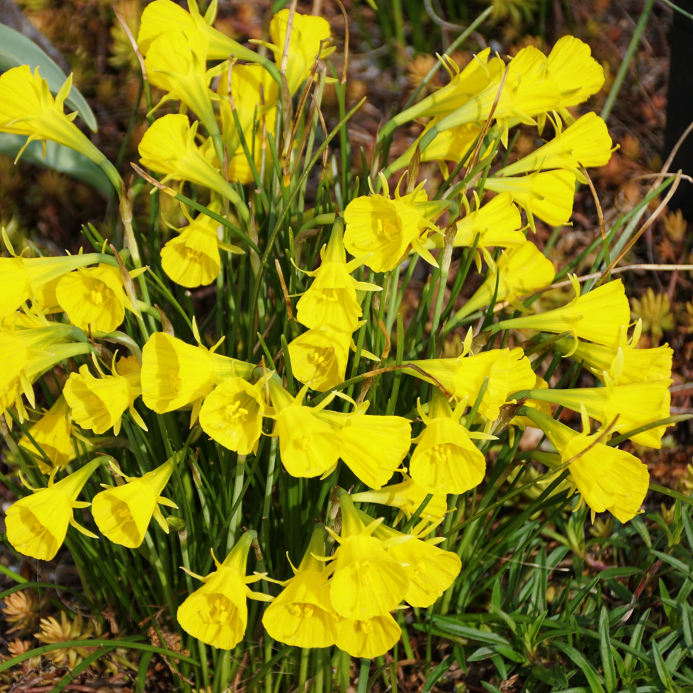 Daffodil 'Golden Bells' | Narcissus bulbocodium 'Golden Bells'