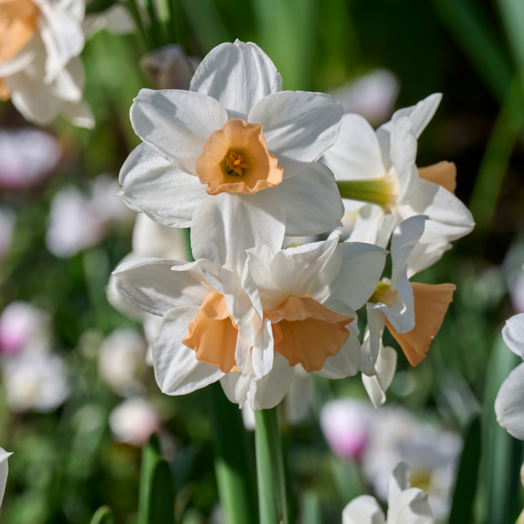 Daffodil 'Kapiti Peach' | Narcissus tazetta