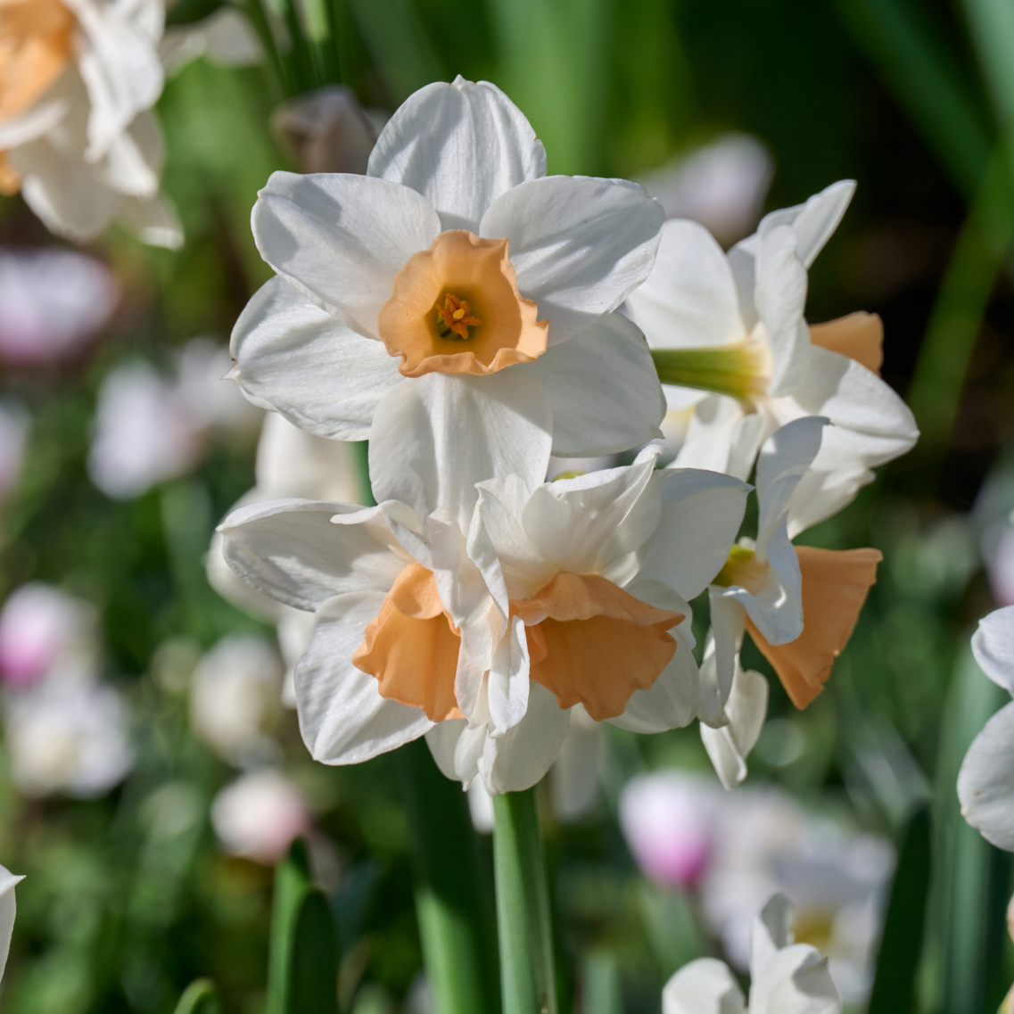 Daffodil 'Kapiti Peach' | Narcissus tazetta