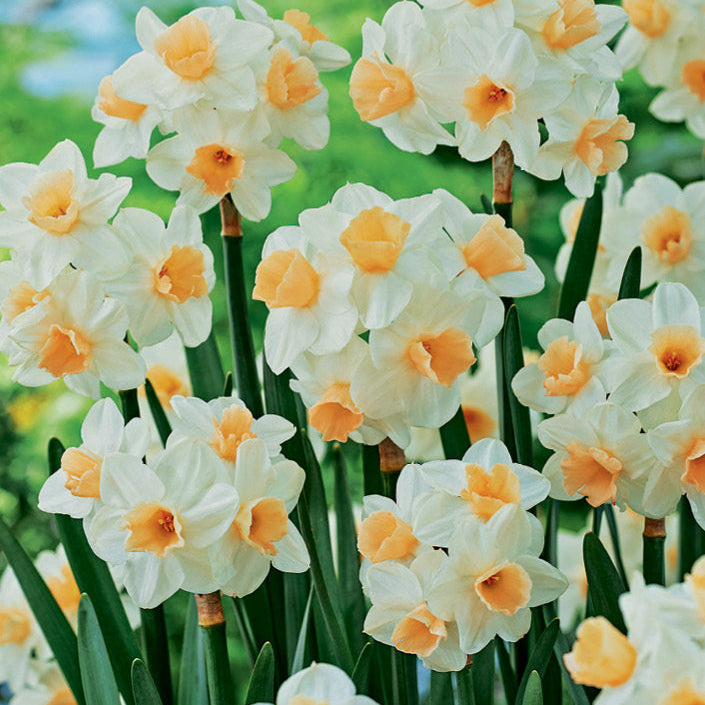 Daffodil 'Kapiti Peach' | Narcissus tazetta