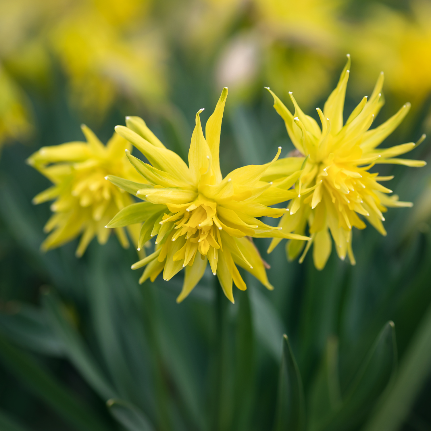 Daffodil 'Rip Van Winkle'