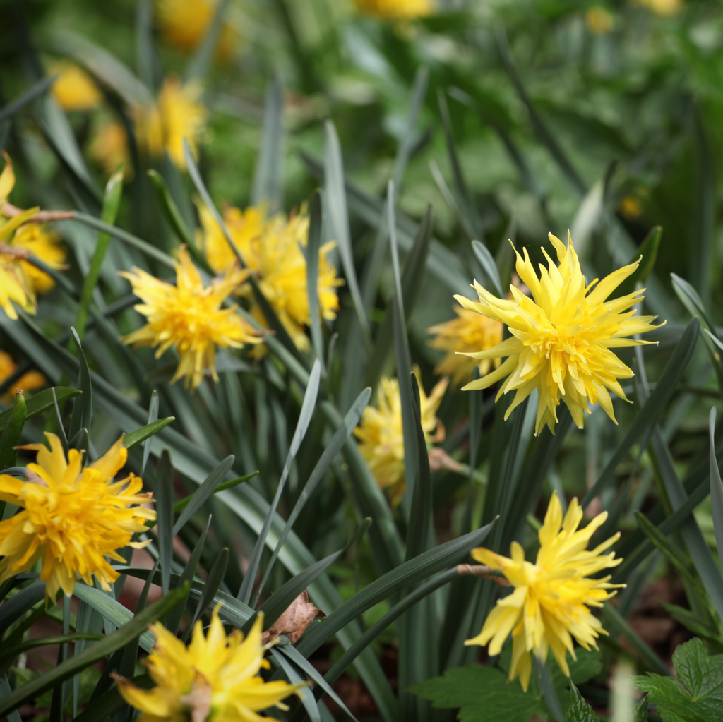Daffodil 'Rip Van Winkle'