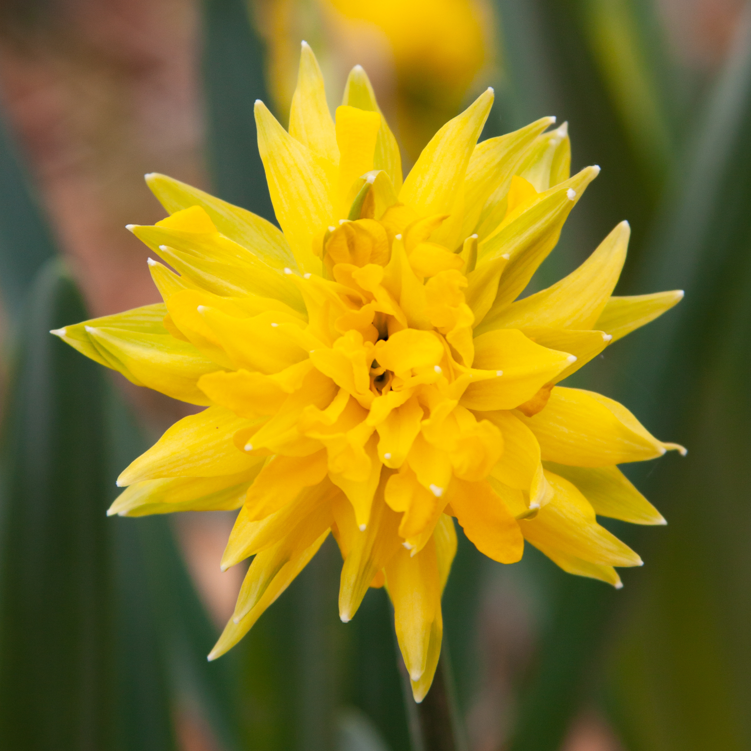 Daffodil 'Rip Van Winkle'