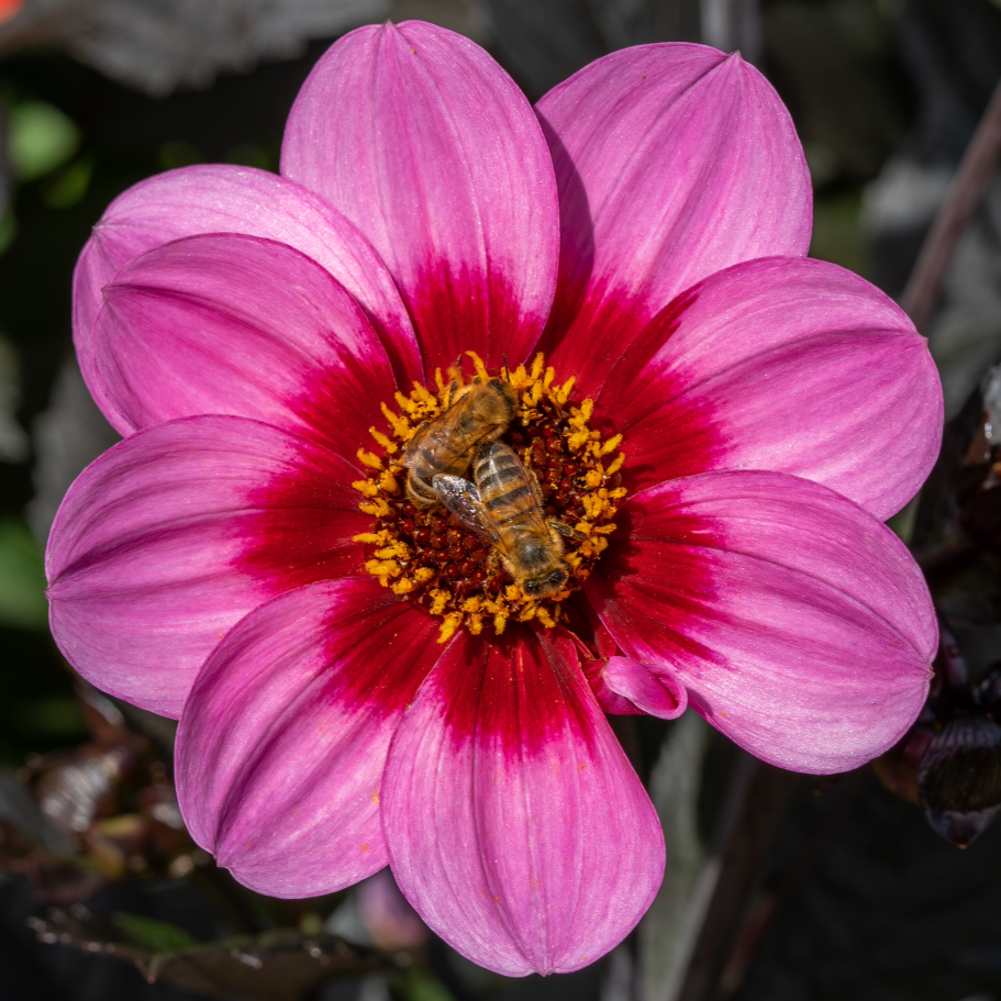 Dahlia Dahlegria Tricolore | Mignon Dahlia