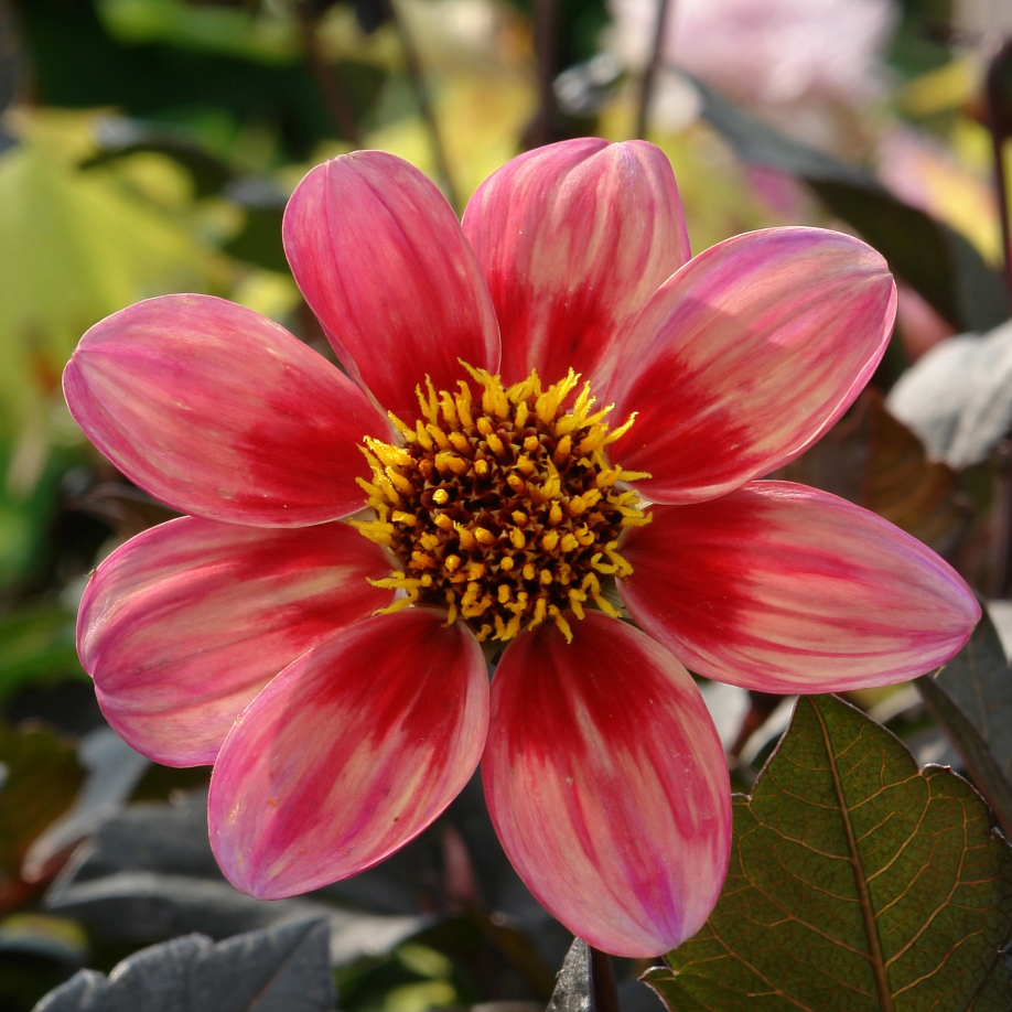 Dahlia Dahlegria Tricolore | Mignon Dahlia