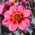 Dahlia Dahlegria Tricolore | Mignon Dahlia