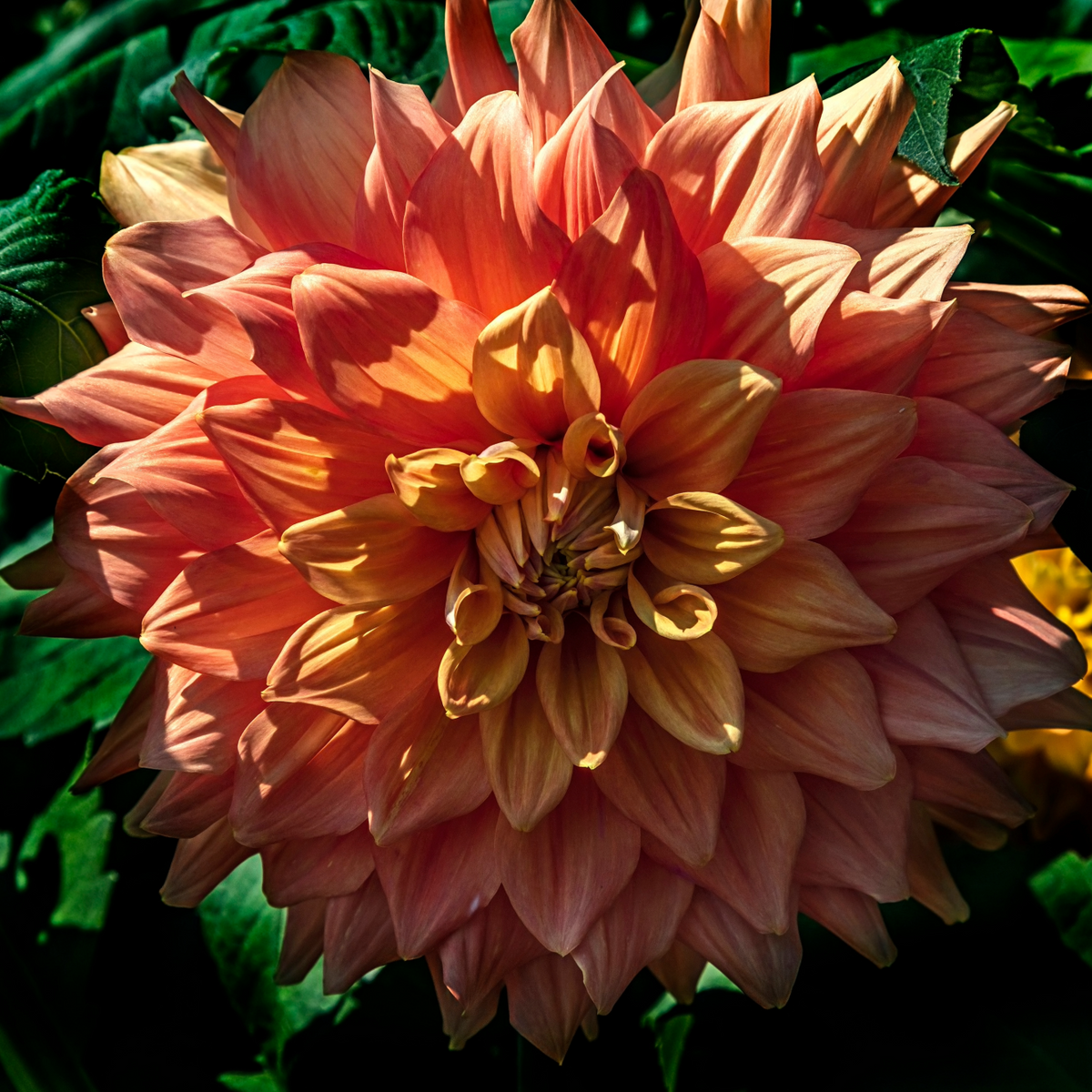 Dahlia Ace Summer Sunset | Decorative Dahlia