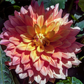 Dahlia Ace Summer Sunset | Decorative Dahlia