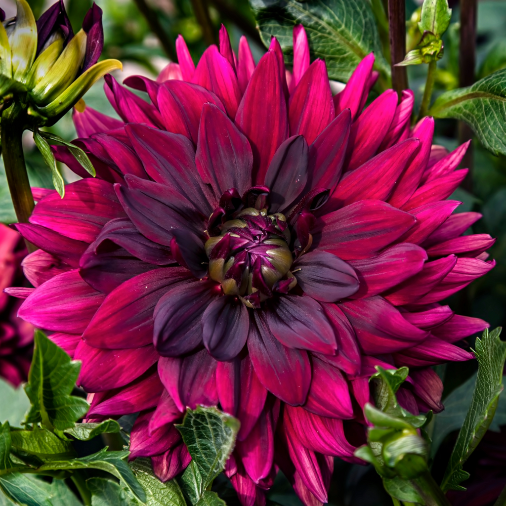 Dahlia After Dusk | Premium Decorative Waterlily Dahlia