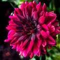 Dahlia After Dusk | Premium Decorative Waterlily Dahlia