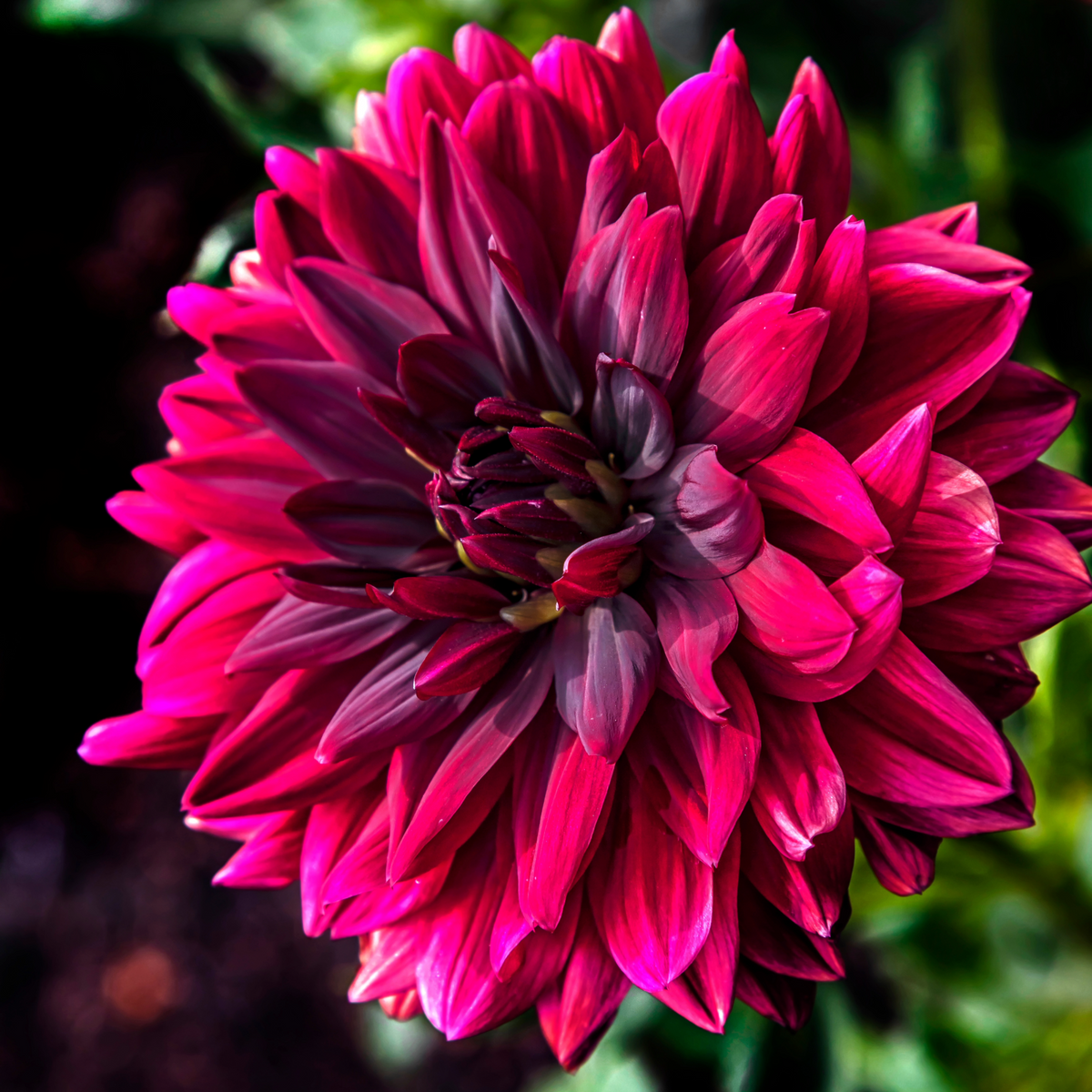 Dahlia After Dusk | Premium Decorative Waterlily Dahlia