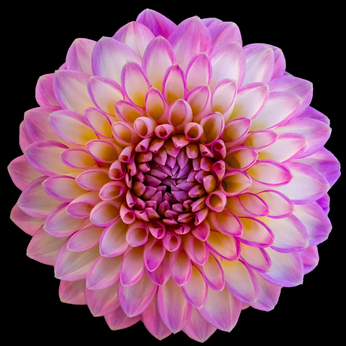 Dahlia Arbatax | Decorative Dahlia