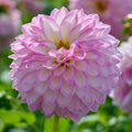 Dahlia Arbatax | Decorative Dahlia