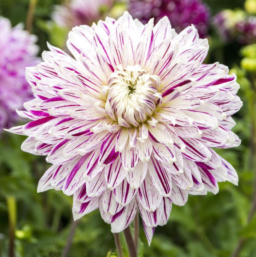 Dahlia Avignon® | Premium Dinnerplate Dahlia
