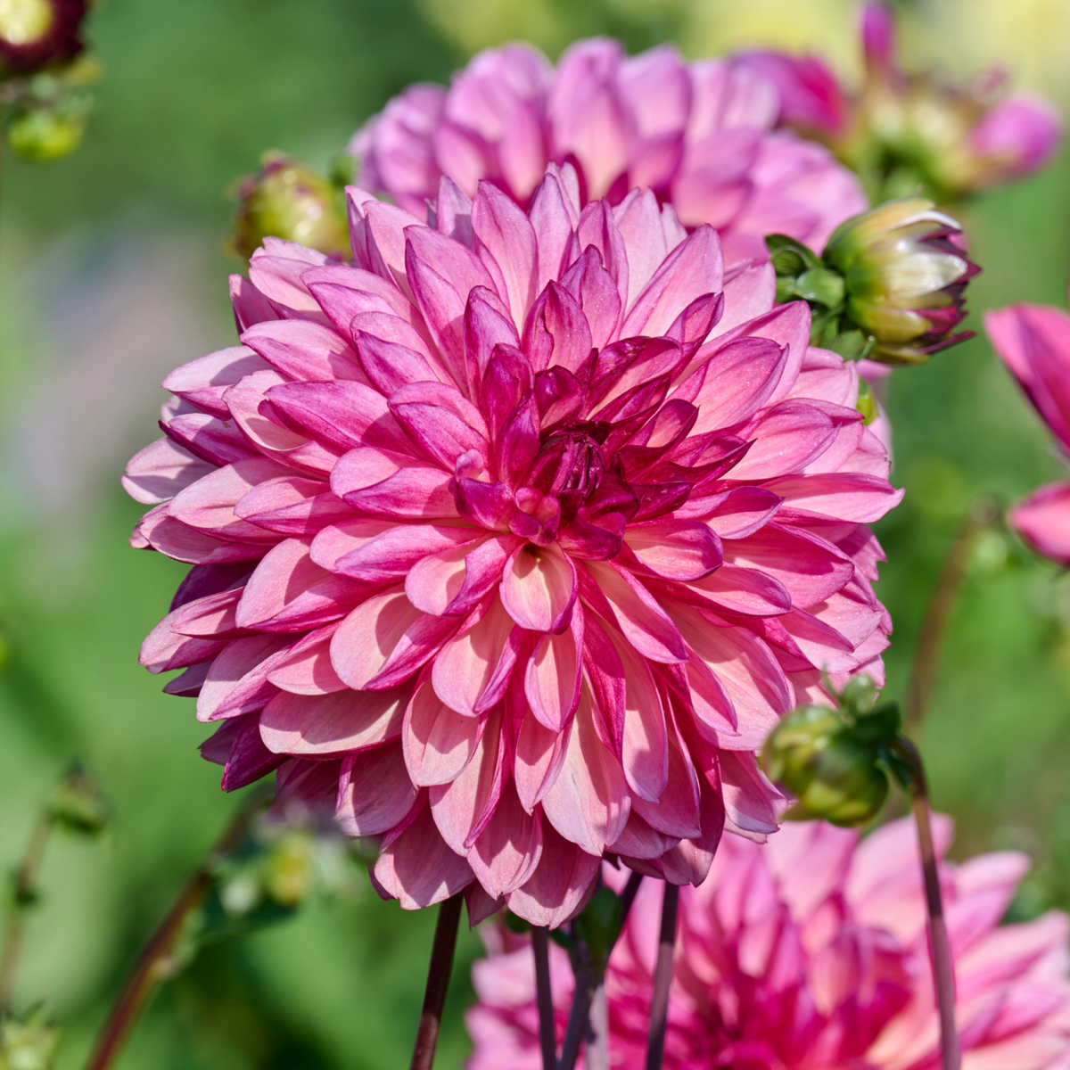 Dahlia Bacardi | Premium Decorative Dahlia