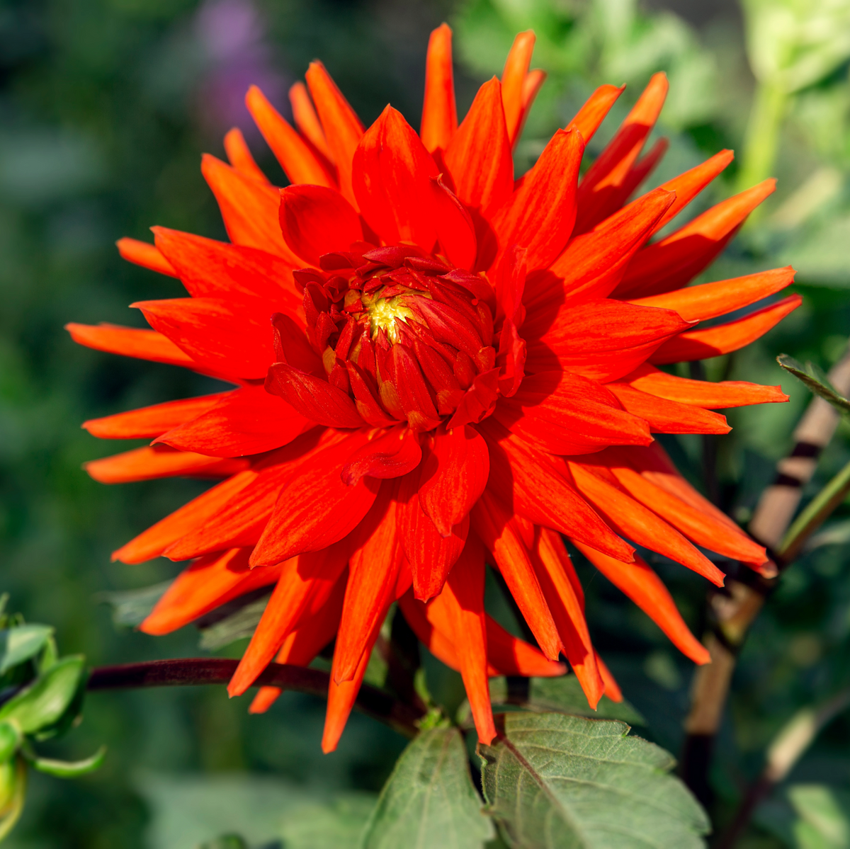 Dahlia Bergers Record | Cactus Dahlia