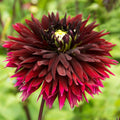 Dahlia Black Touch | Premium Fimbriata Dahlia