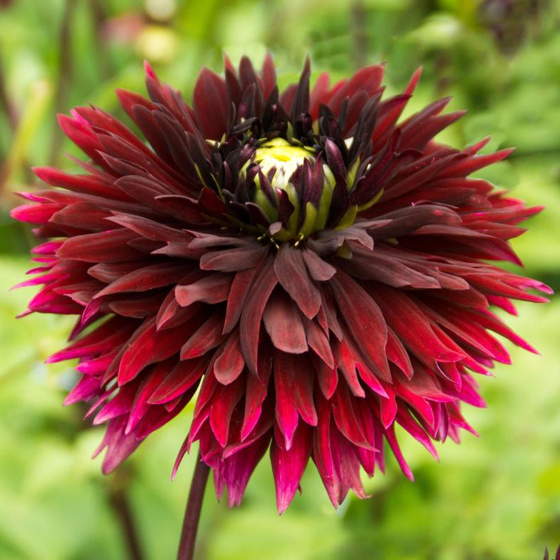 Dahlia Black Touch | Premium Fimbriata Dahlia