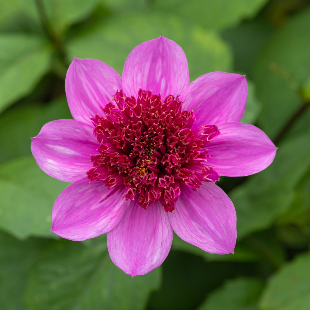 Dahlia Blue Bayou | Powderpuff Dahlia
