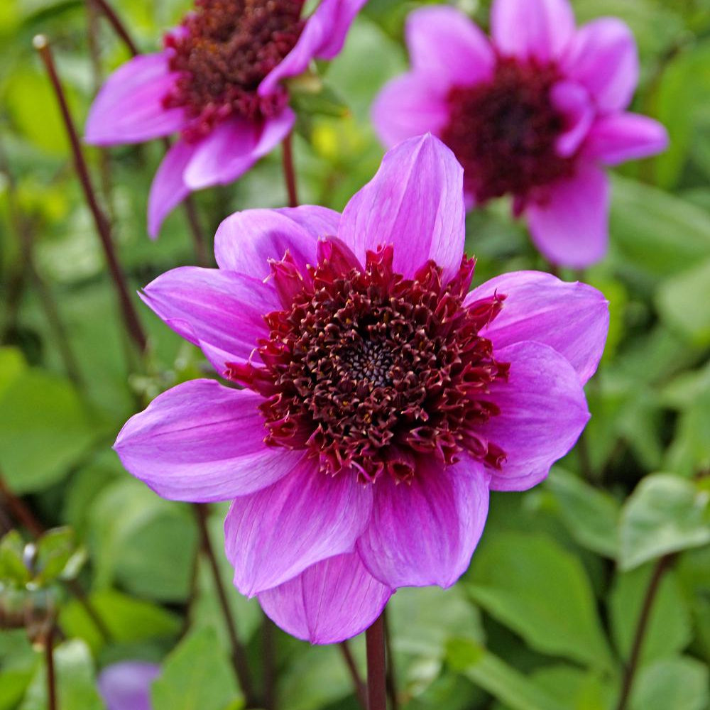 Dahlia Blue Bayou | Powderpuff Dahlia