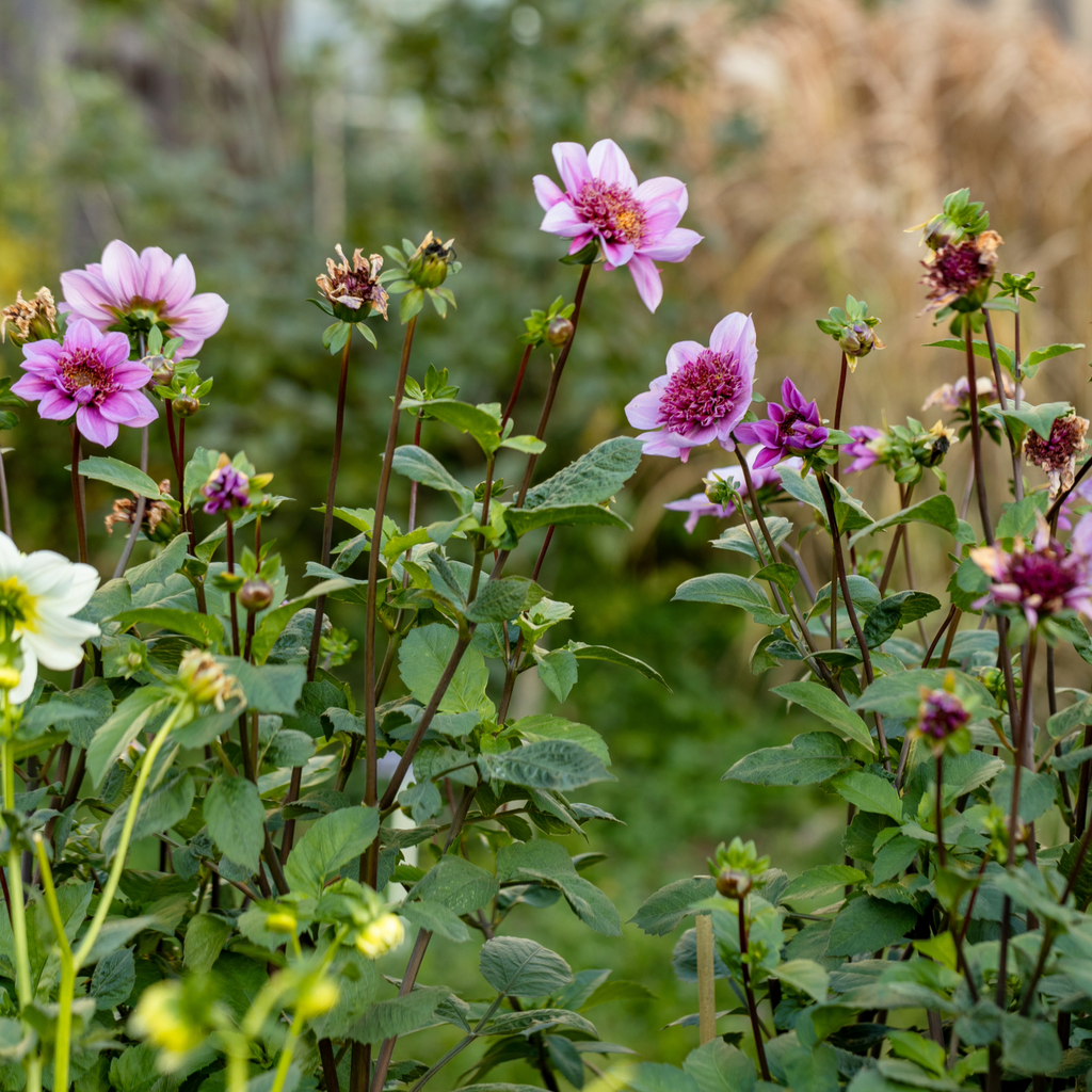 Dahlia Blue Bayou | Powderpuff Dahlia