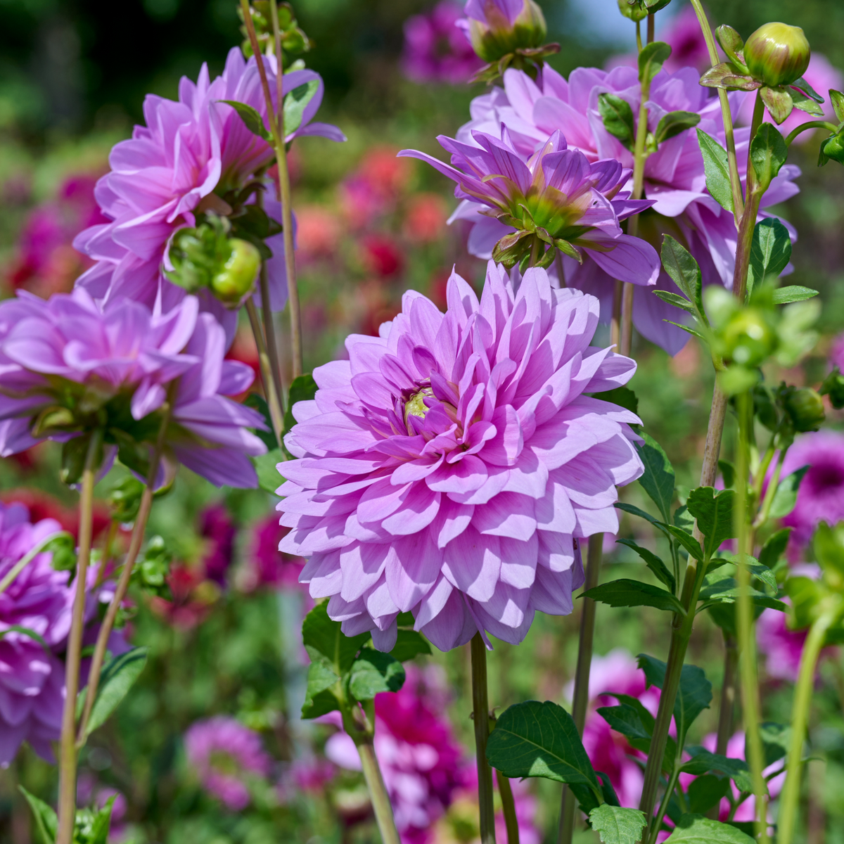 Dahlia Blue Boy | Decorative Waterlily Dahlia