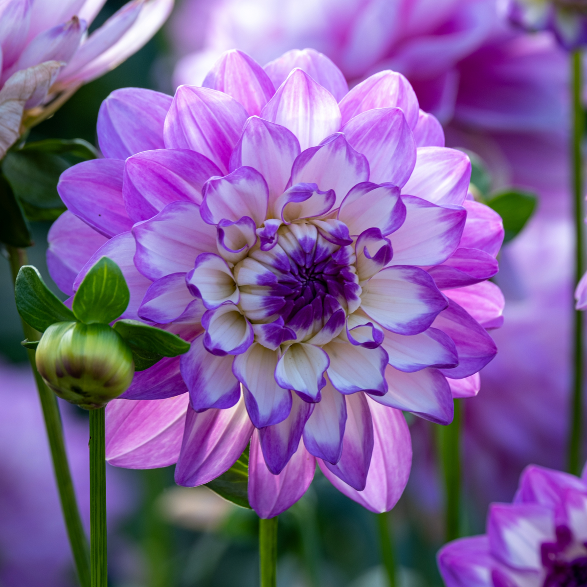 Dahlia Blue Wish | Premium Decorative Dahlia