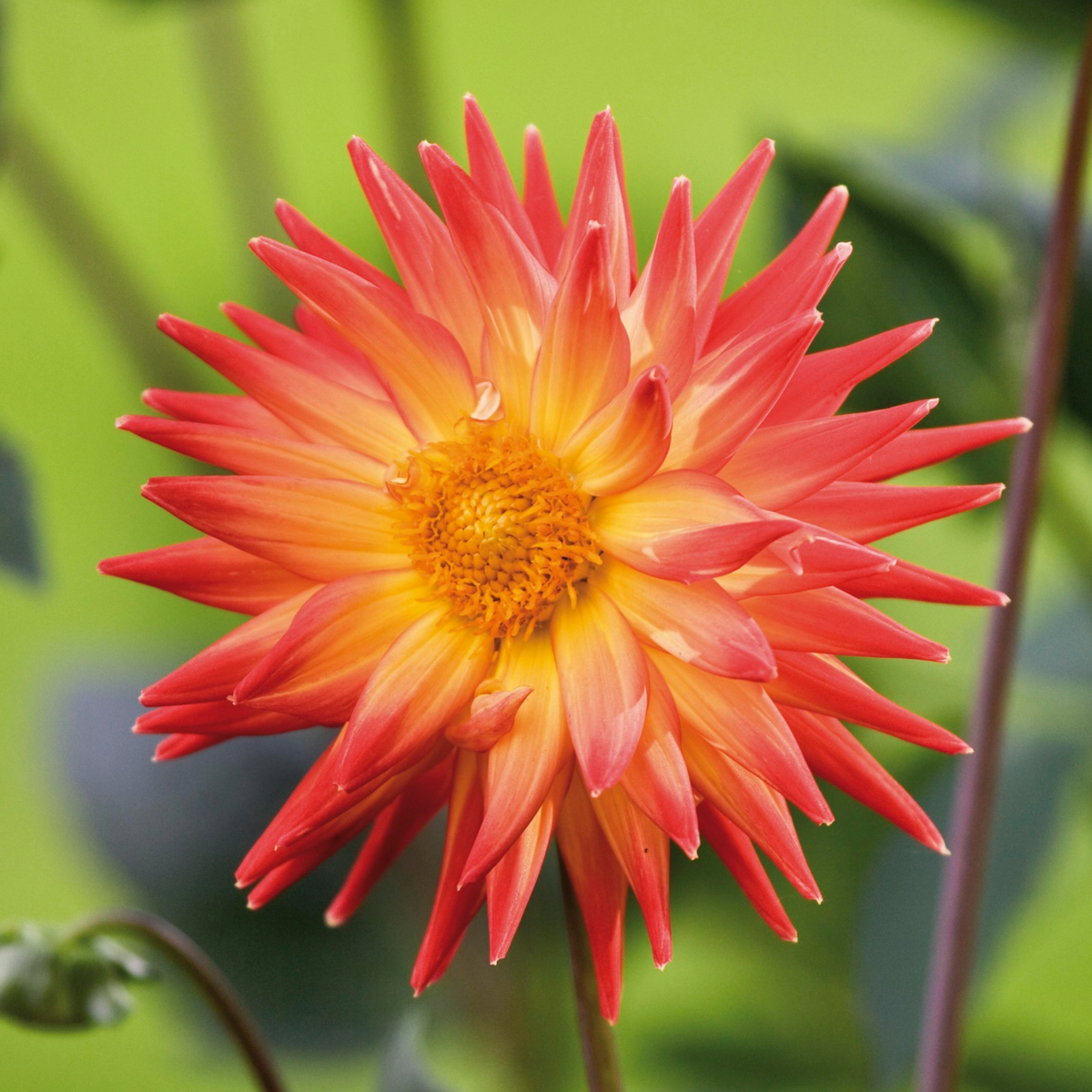 Dahlia Bon Bini | Premium Cactus Dahlia