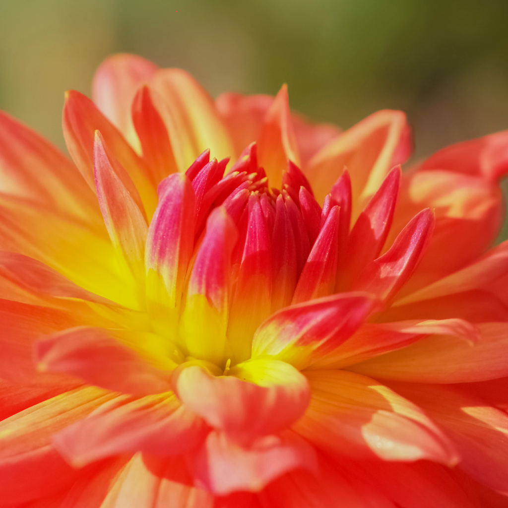 Dahlia Bon Bini | Premium Cactus Dahlia
